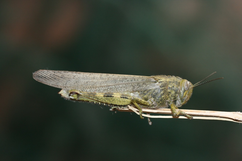 Ninfa di Anacridium aegyptium